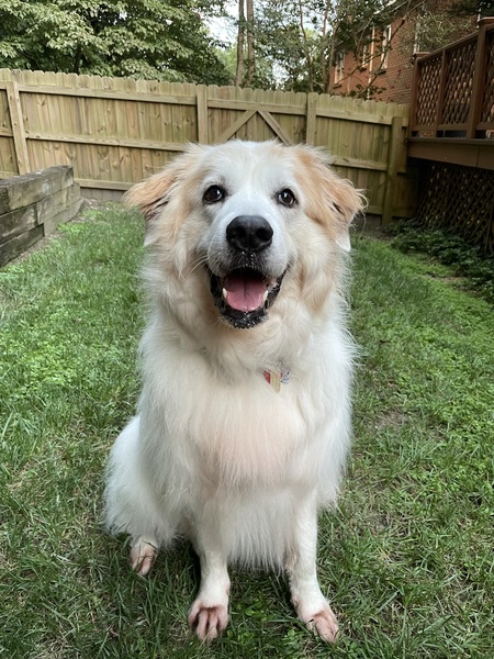 Daisy