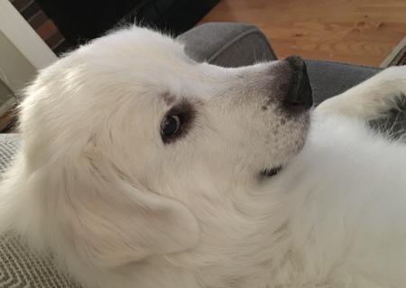 Maddie (The Pyr Formally Known As Sarah)