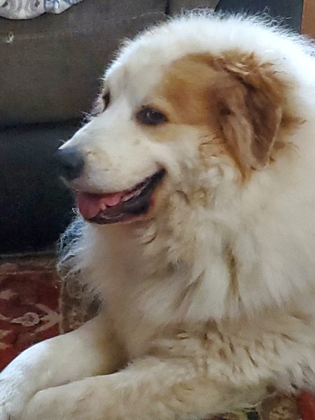 HUCKLEBERRY