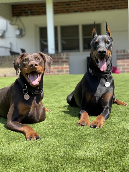 Bronson & Luna 