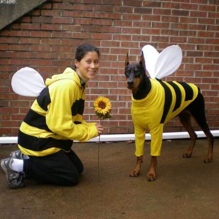 Killer Bees