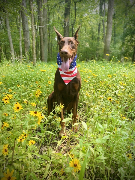 Dobby