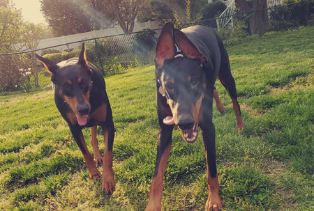 Ace & Delilah