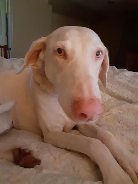 Bella