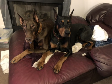 Caesar & Titan