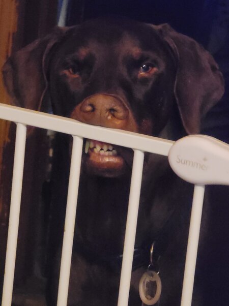 Duke