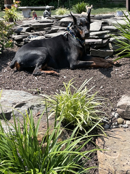 Mercedes  ( Sadie for short )