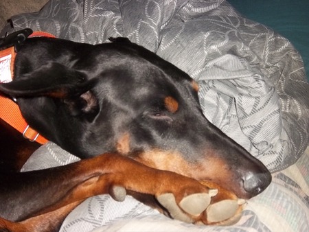Sleepy Pup