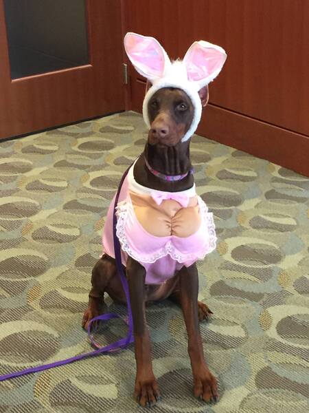 Ruby Tuesday (the May West Easter Bunny)
