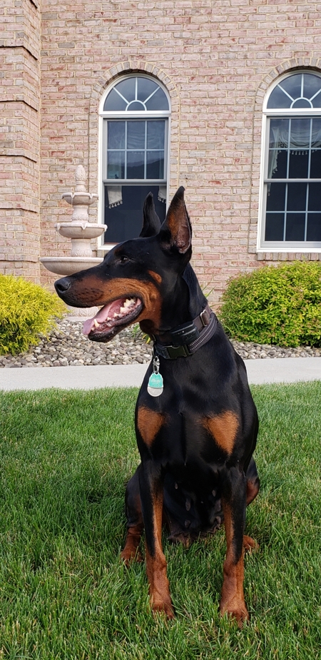 Zia