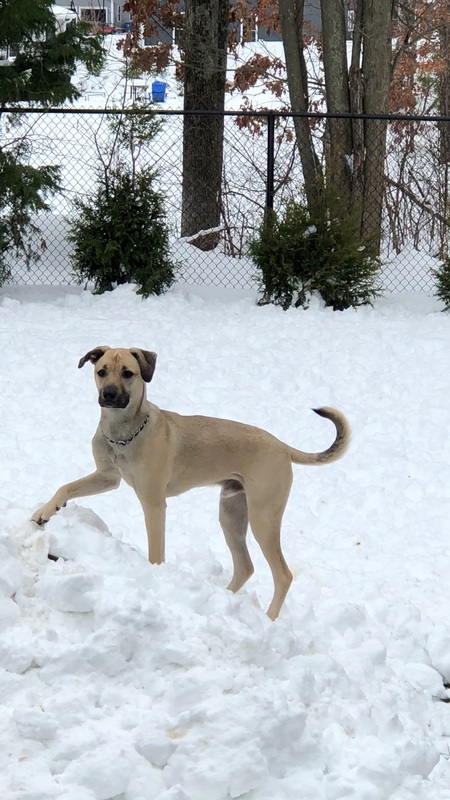 Caicos Greyson