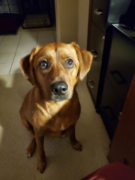 Shiloh Zazzu