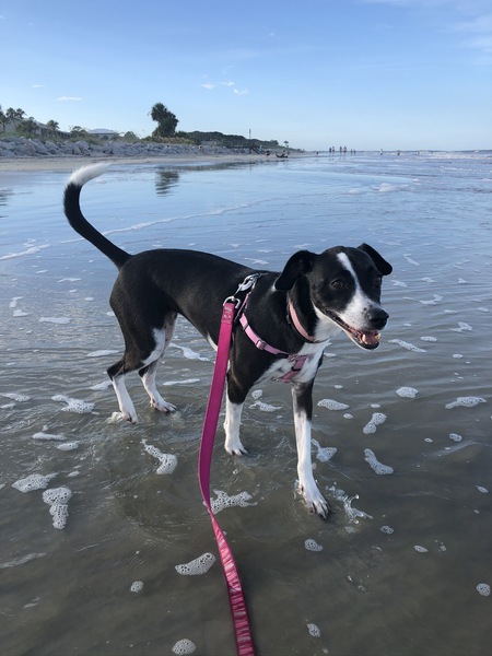 Ellie Bean