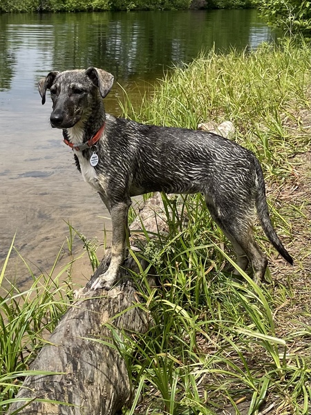 Gracie