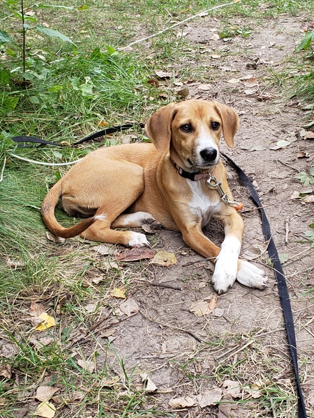 Kora