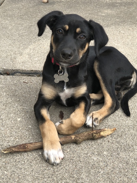 Amelia