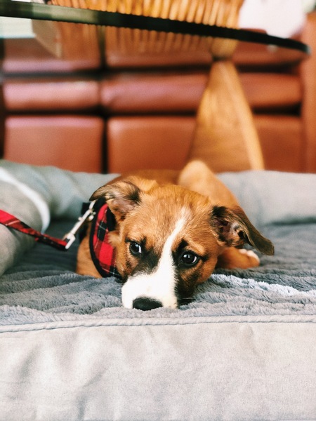 Stella