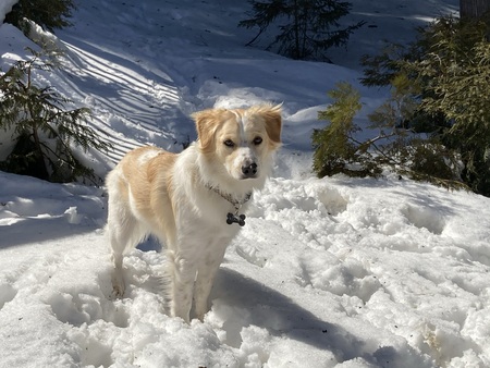 Rocky (formerly Esky)