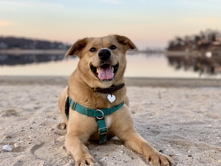 Sandy