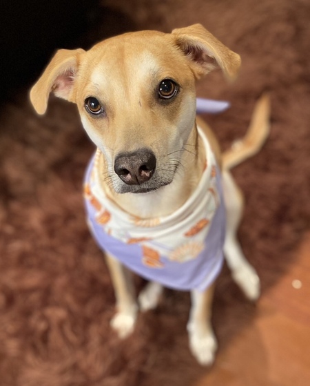 Lulu