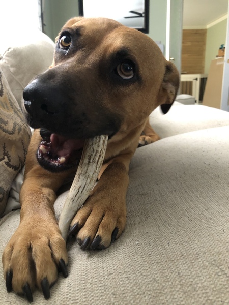 Scooby