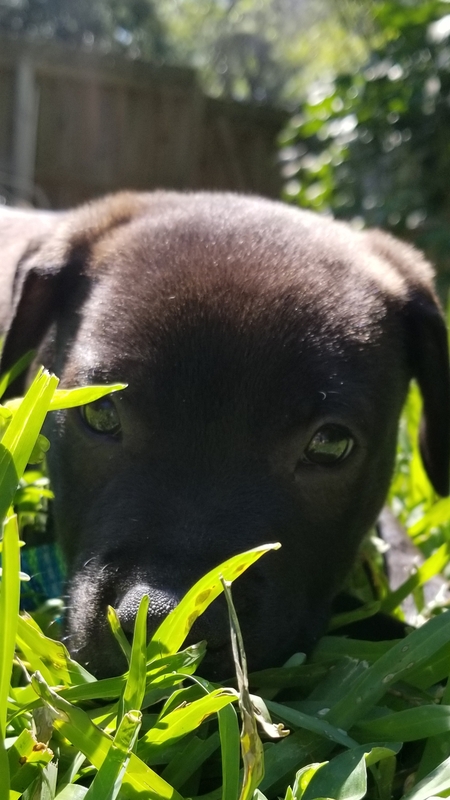 Reggie