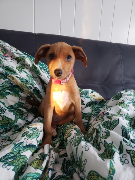 Roxie
