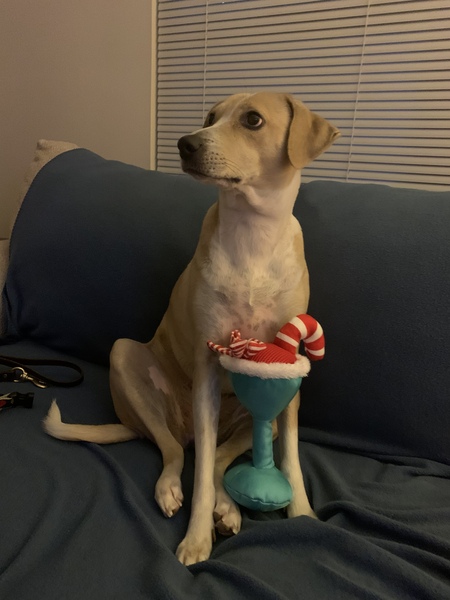 Gracie