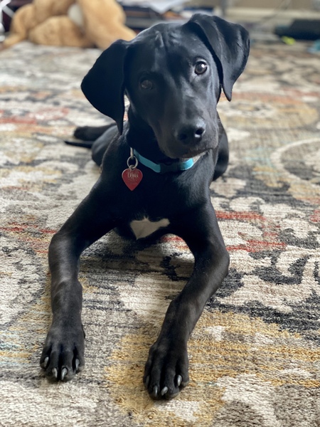 Sammy