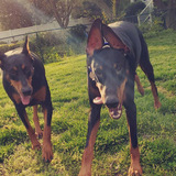 Entry image for Ace & Delilah