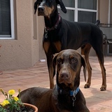 Entry image for Max and Rosie