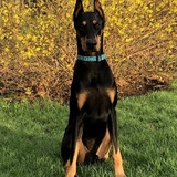 Entry image for Kato