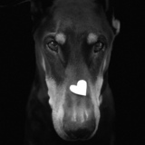 Entry image for Panzer