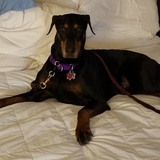 Entry image for Bella 
