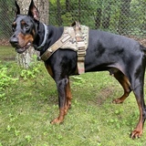 Entry image for Archer 
