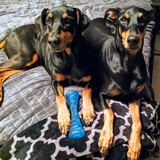 Entry image for Maisie and Remi