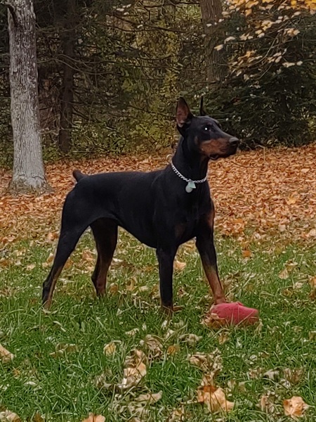 Entry image for GUNNER. Clicking this image will show a larger photo