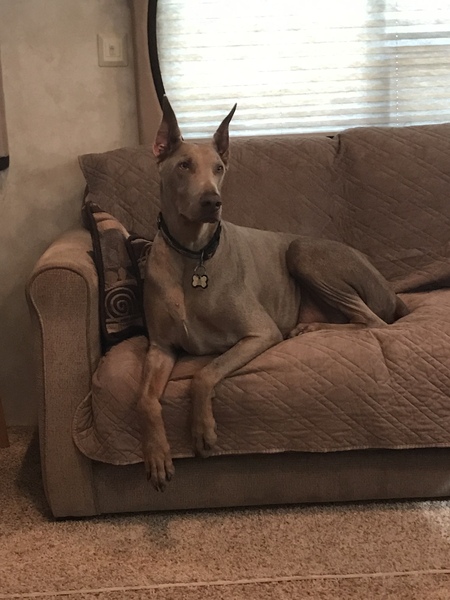 Entry image for Ruger. Clicking this image will show a larger photo