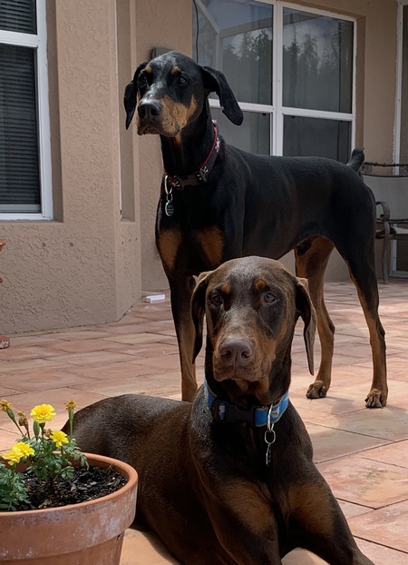 Entry image for Max and Rosie. Clicking this image will show a larger photo