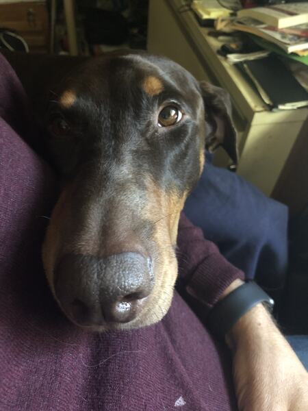 Entry image for Mack. Clicking this image will show a larger photo