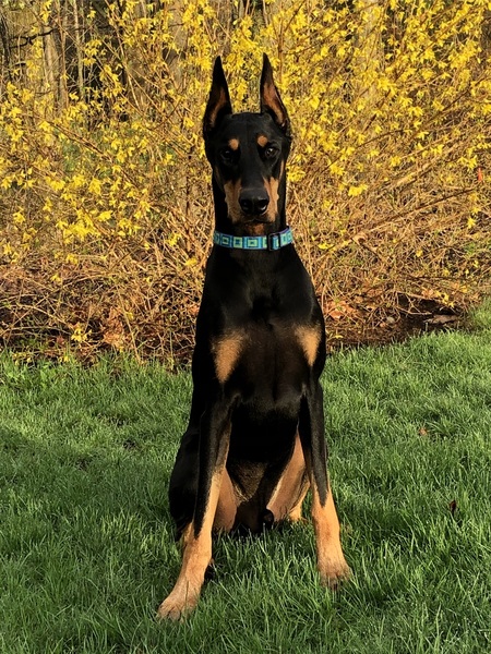 Entry image for Kato. Clicking this image will show a larger photo