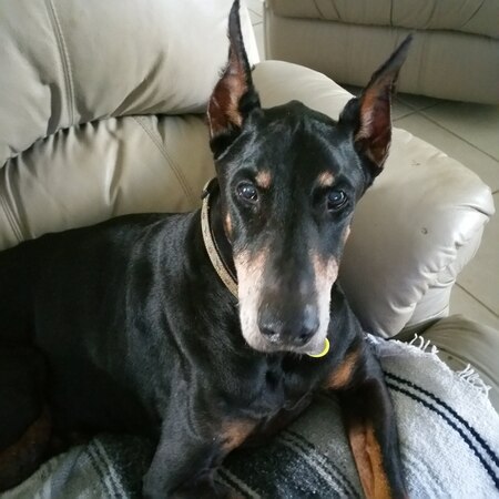 Entry image for Moose. Clicking this image will show a larger photo