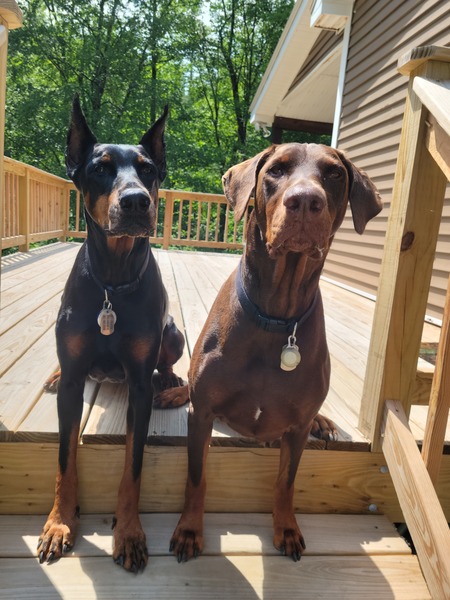Entry image for Rhianna and Duke. Clicking this image will show a larger photo