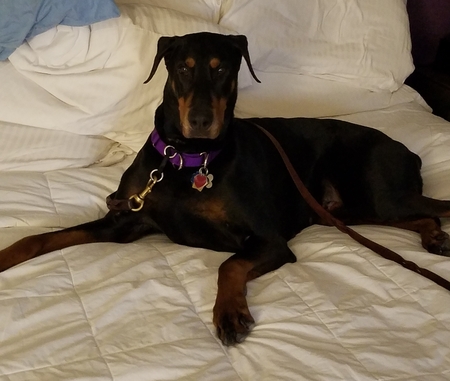 Entry image for Bella . Clicking this image will show a larger photo
