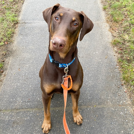 Entry image for Watson. Clicking this image will show a larger photo