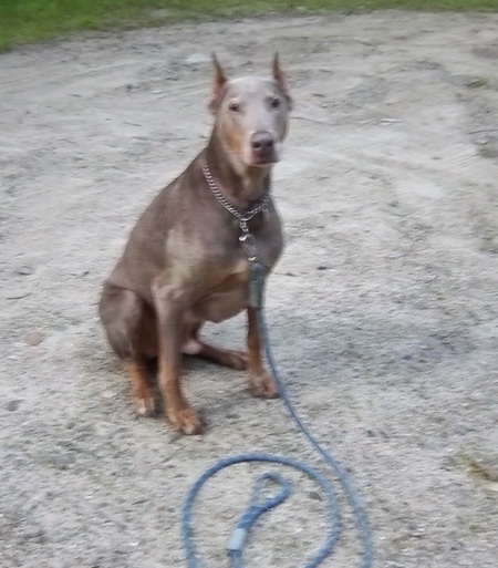 Entry image for Bugsey. Clicking this image will show a larger photo