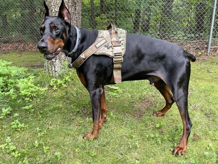 Entry image for Archer . Clicking this image will show a larger photo