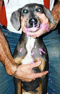 Entry image for Brodie. Clicking this image will show a larger photo