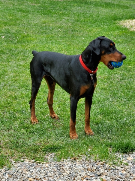 Entry image for Mooky. Clicking this image will show a larger photo