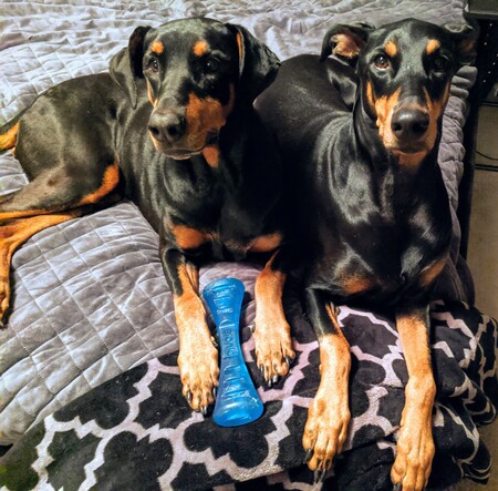 Entry image for Maisie and Remi. Clicking this image will show a larger photo